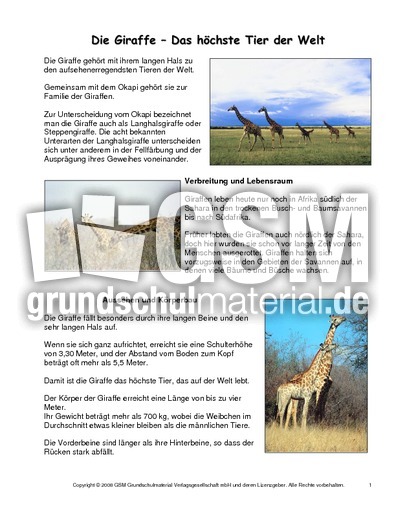Giraffe-Steckbrief.pdf